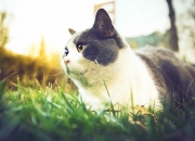 雷火电竞下载-拉文三节39分定乾坤，凯尔特人单节屠杀线终结雄鹿