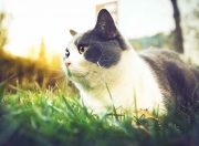 雷火电竞下载-拉文三节39分定乾坤，凯尔特人单节屠杀线终结雄鹿