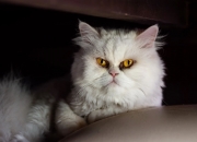 雷火电竞亚洲先驱-绝境中的桑巴之魂，戈麦斯加时赛封喉，巴西军团攻克莱比锡