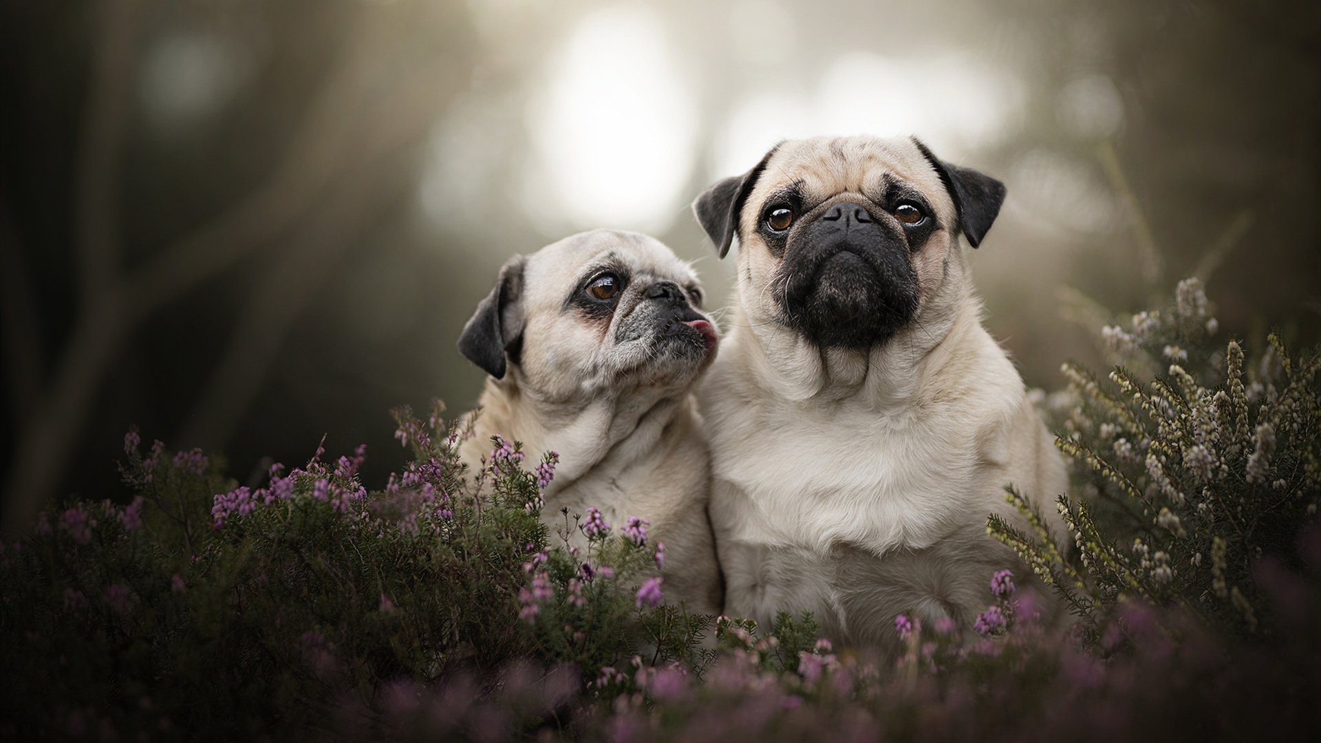 米切尔的魔术，当76人对阵火箭，一个人如何让球在空间中起舞？