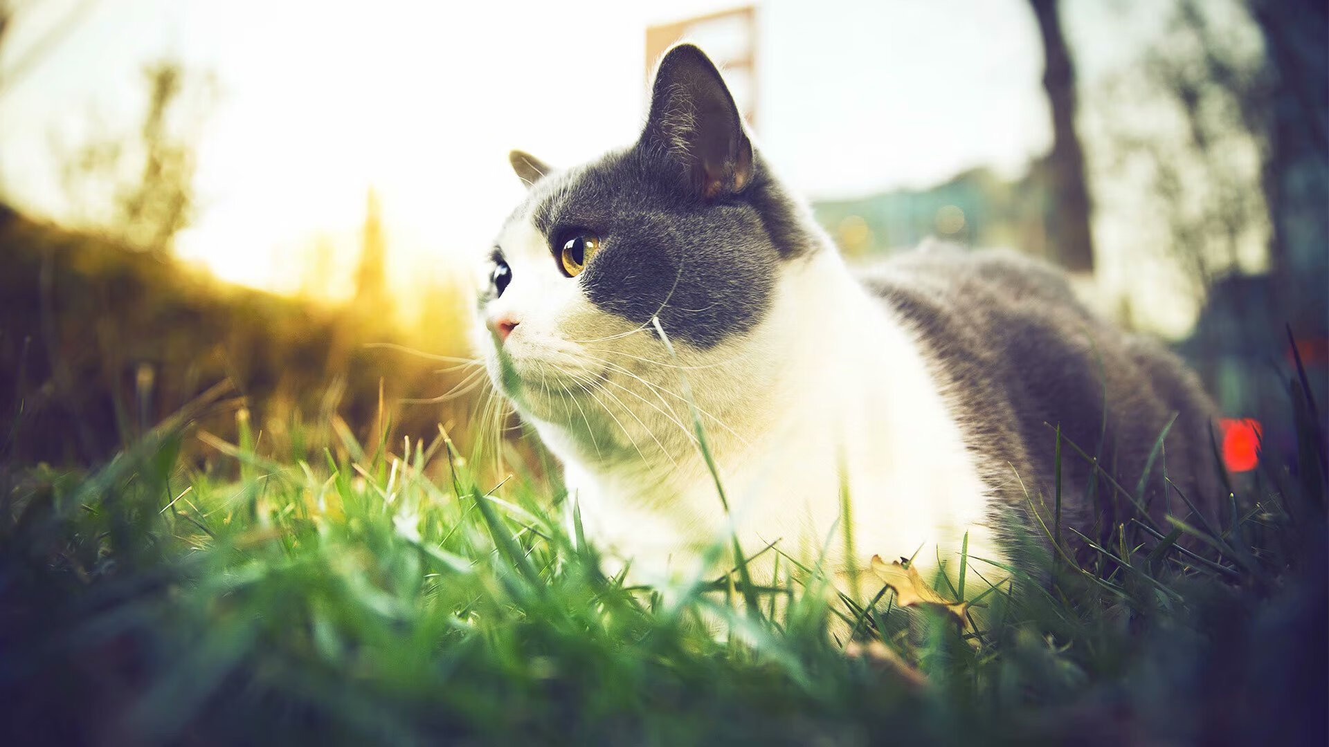 拉文三节39分定乾坤，凯尔特人单节屠杀线终结雄鹿