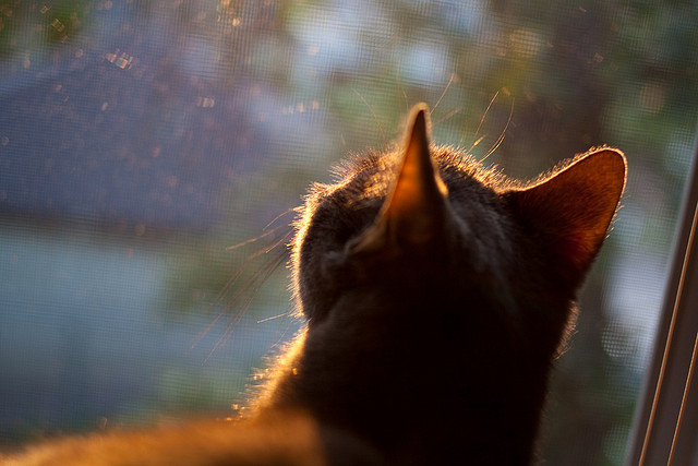 光芒吞噬费城，巨星在风暴中心诞生